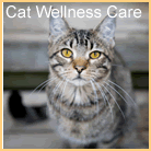 Cat Care Information