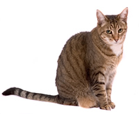 A cat that needs Companion Therapy Laser