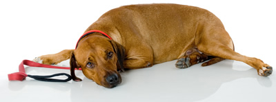 A dog that needs Companion Therapy Laser