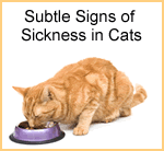 Subtle signs of sickness in the cat