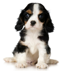 sitting pup